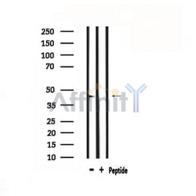 Валидация Affinity DF4736 - 16441