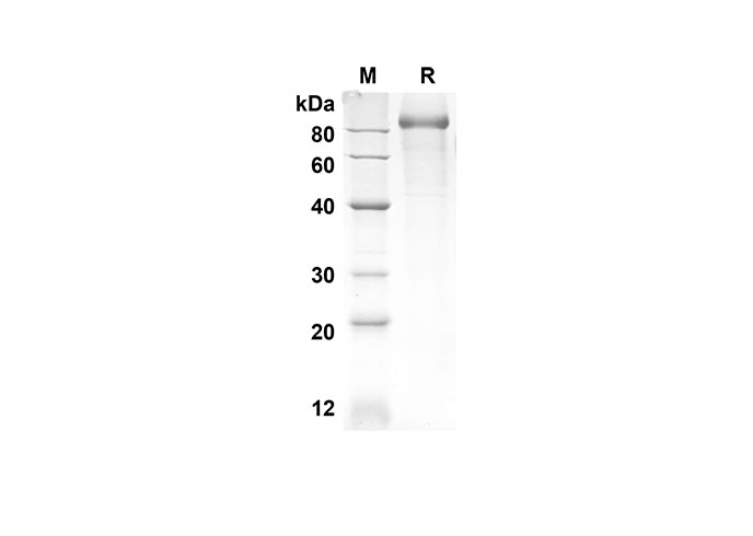 Валидация Elabscience PDMH100255(878)