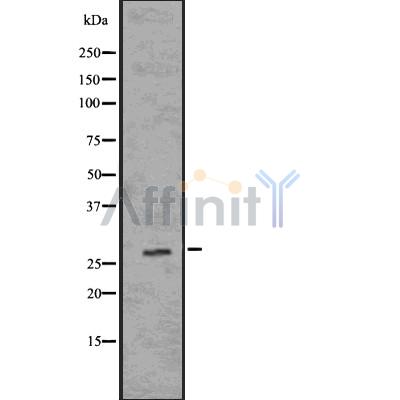 Валидация Affinity DF7586 - 19354