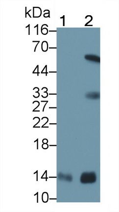 25146