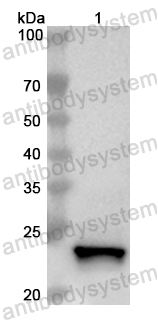 Валидация AntibodySystem PHB32501
