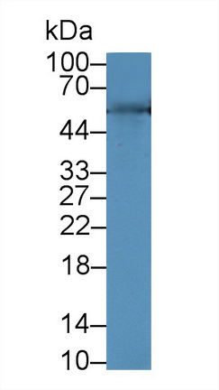 12951