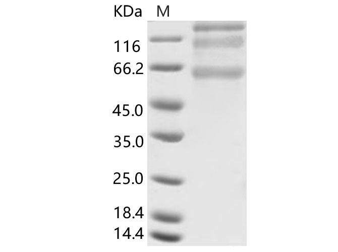 Валидация Elabscience PKSV030110(5888)