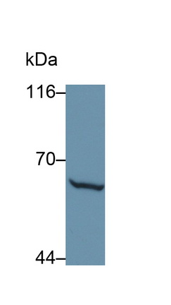26567