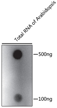 A17924, точечный блоттинг, тотальная РНК Arabidopsis (10732)