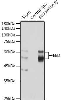 Валидация Elabscience E-AB-92642