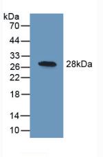 41726