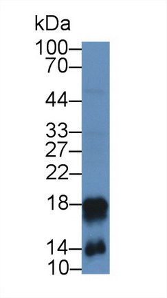 9029