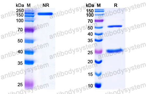 Валидация SDS-PAGE - AntibodySystem FMB96810
