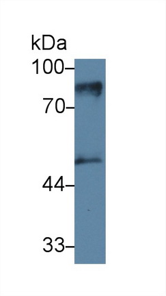 39365