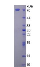 45708