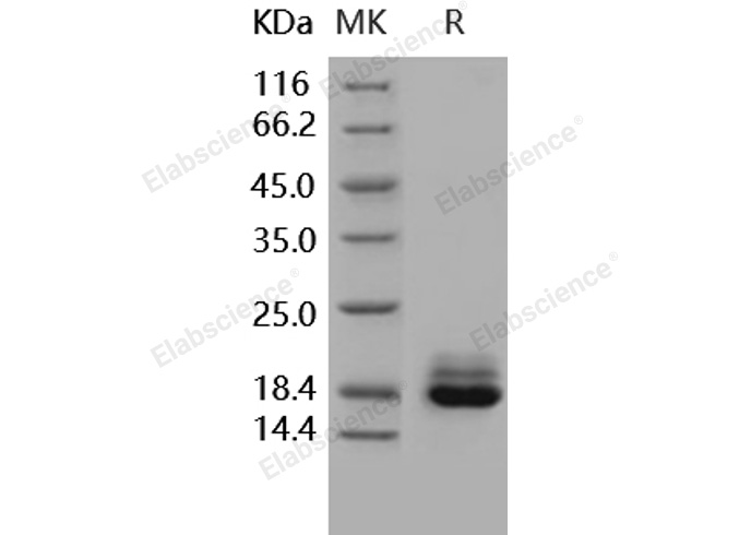 Валидация Elabscience PKSH031605(2269)