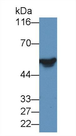 22156