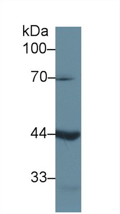 13037