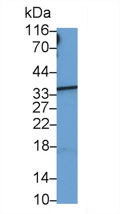 53359