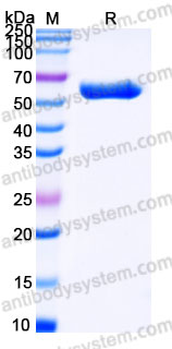 AHA13502, SDS-PAGE