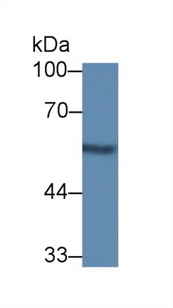 8927