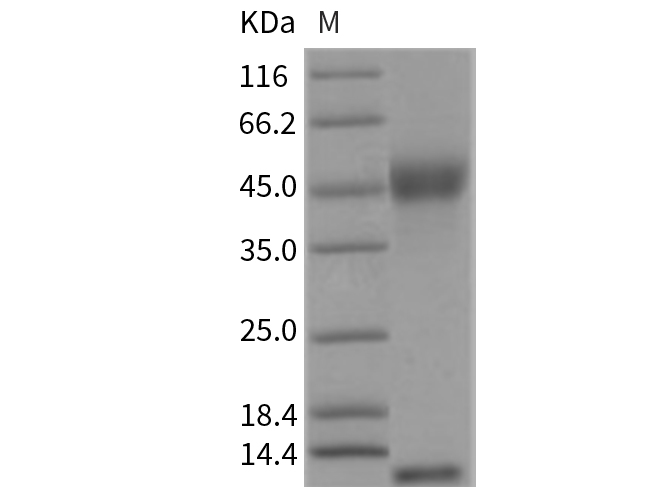 Валидация Elabscience PKSR030131(5500)
