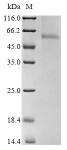 SDS-PAGE