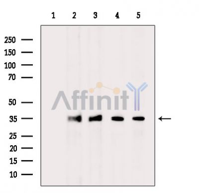 Валидация Affinity DF15646 - 12076