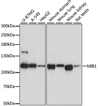 Валидация Elabscience E-AB-62499