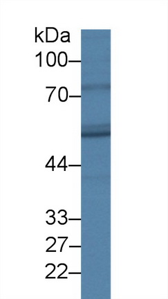 10026