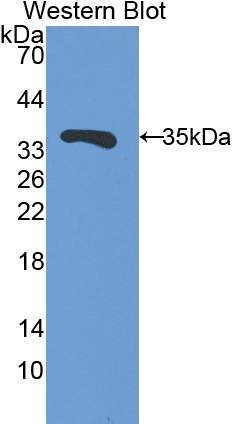 48356