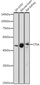Валидация Elabscience E-AB-67668