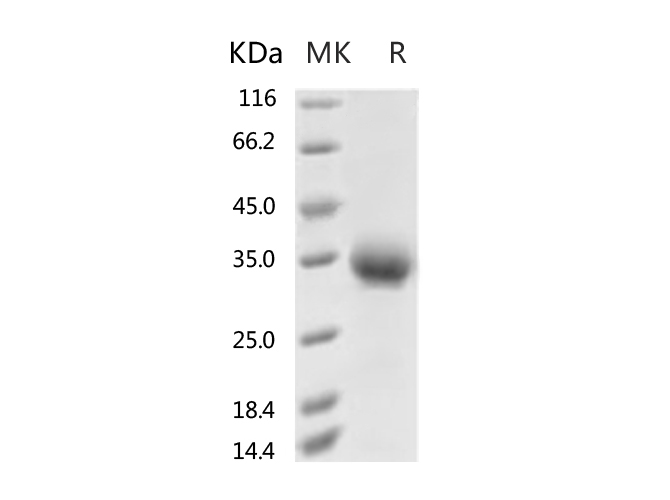 Валидация Elabscience PKSR030524(5841)