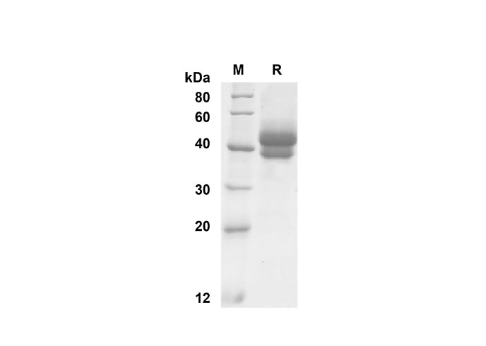 Валидация Elabscience PDMM100130(1091)