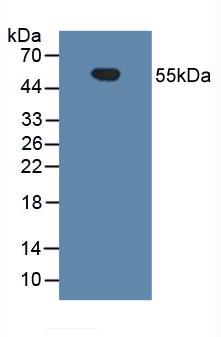 5393