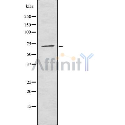 Валидация Affinity DF8675 - 20648