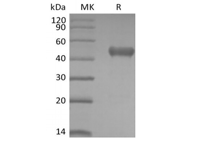 Валидация Elabscience PKSH034019(4250)