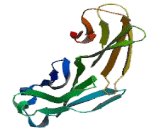 Programmed Cell Death Protein 1 Ligand 2 (PDCD1LG2)