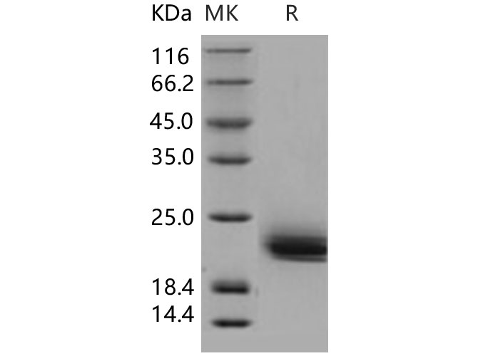 Валидация Elabscience PKSH031383(2099)
