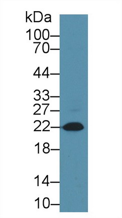 10523