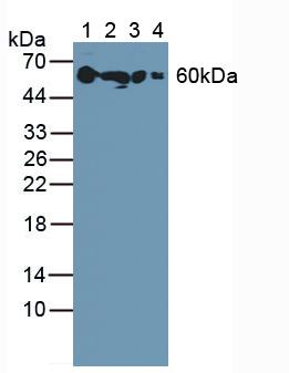 4661