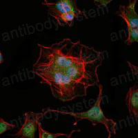 Валидация IF - AntibodySystem RHE76701