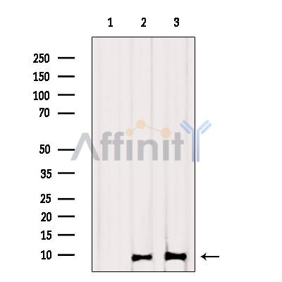 Валидация Affinity DF2206 - 12729