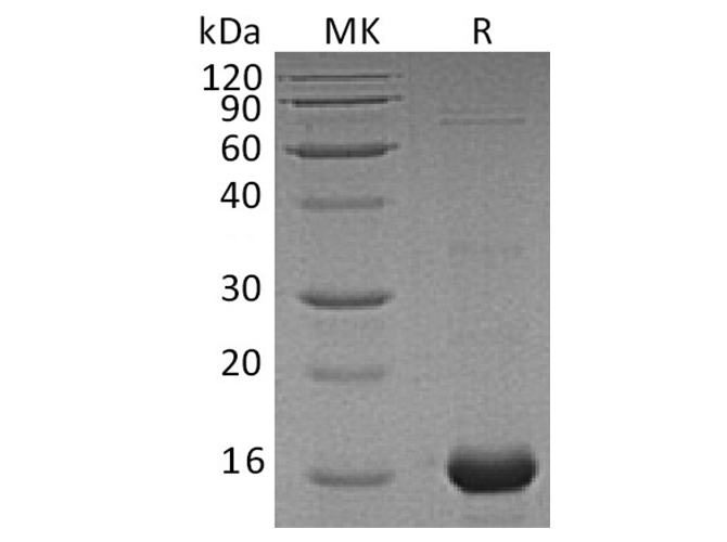 Валидация Elabscience PDEH100666(153)