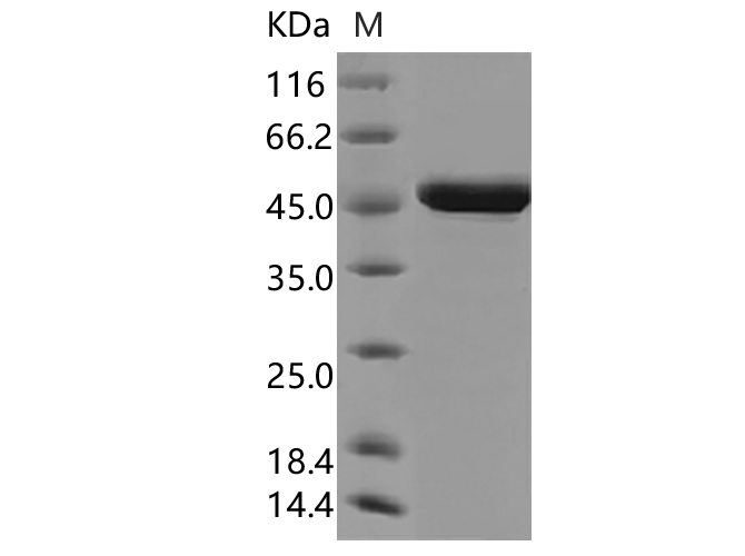 Валидация Elabscience PKSV030470(6194)
