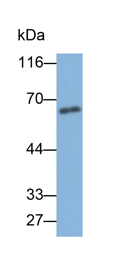 32833
