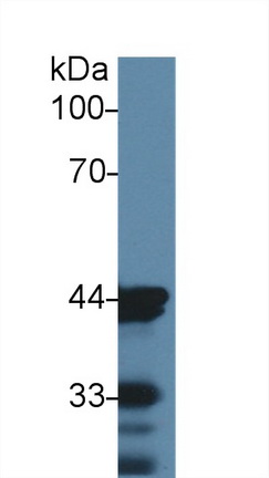 14698