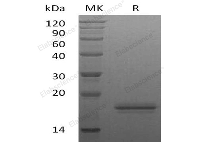Валидация Elabscience PKSH032618(3059)