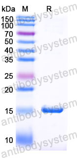 Валидация SDS-PAGE - AntibodySystem RHJ24002