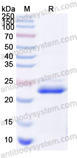 Валидация AntibodySystem YHF21701