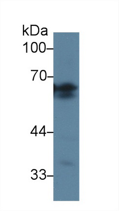 13580