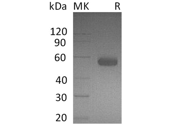 Валидация Elabscience PKSH032104(2648)