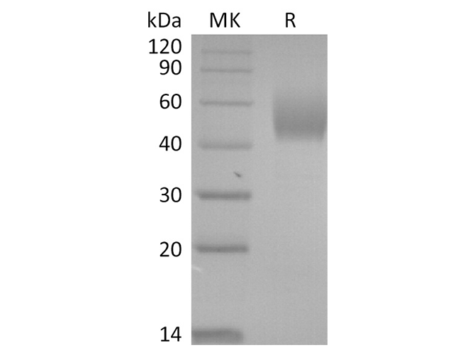 Валидация Elabscience PKSR030484(5789)