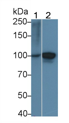5376